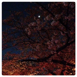 140405上野夜桜.jpeg